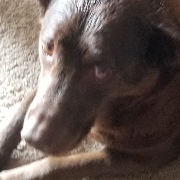 Meet your Posher, Kristy - Picture 1 of 1